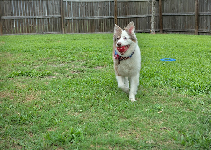 Cowtown-Services-Boarding boarding services